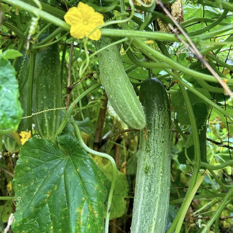 Cucumber Seeds - Verdseeds
